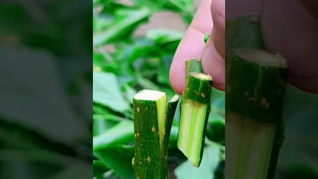 Best grafting techniques for fruit plants grafting amazing #satisfying #amazing #grafting #shorts Best grafting techniques for fruit plants grafting amazing #satisfying #amazing #grafting #shorts