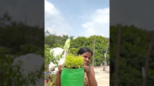 From seedling to bushy beauty | kochia growth journey #divinegarden98 #kochia #ornamentalplants From seedling to bushy beauty | kochia growth journey #divinegarden98 #kochia #ornamentalplants