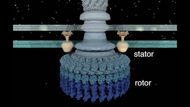 The bacterial flagellar motor The bacterial flagellar motor