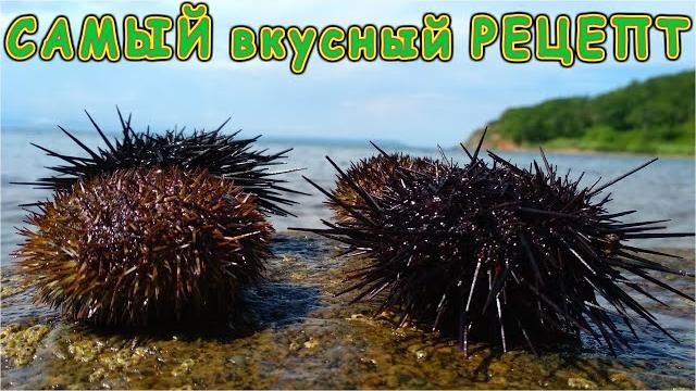 Лучший рецепт приготовления морского ежа на берегу Лучший рецепт приготовления морского ежа на берегу