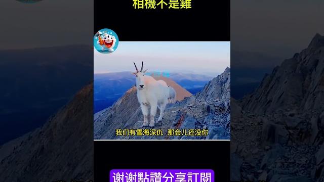搞笑動物系列第476集 相機不是雞 #搞笑 #主人 #喵哥是萌新 #搞笑 #主人 #喵哥是萌新 #animals #大熱門 #貓咪 #大熱門 #貓咪 #funny #pets#monkey #cute 搞笑動物系列第476集 相機不是雞 #搞笑 #主人 #喵哥是萌新 #搞笑 #主人 #喵哥是萌新 #animals #大熱門 #貓咪 #大熱門 #貓咪 #funny #pets#monkey #cute