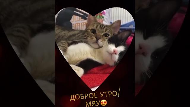 Доброе утро! приколы 2023! смешное видео 2023! Доброе утро! приколы 2023! смешное видео 2023!