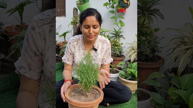 Kochia green burning bush thrives during india's summer season, providing lush green foliage #plants Kochia green burning bush thrives during india's summer season, providing lush green foliage #plants