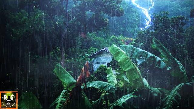 Rainforest ambience: rain sounds, jungle animals and thunder in the distance | relaxing sleep sounds Rainforest ambience: rain sounds, jungle animals and thunder in the distance | relaxing sleep sounds