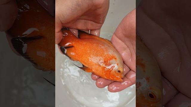 #fish #peixesamazonicos #fishing #planetaquarium #peixe #aquarium #aquariumfish #koi #peixes #fish #peixesamazonicos #fishing #planetaquarium #peixe #aquarium #aquariumfish #koi #peixes