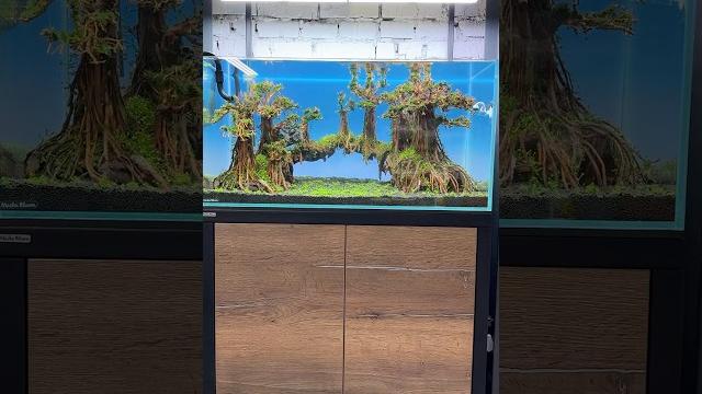Забыла вам показать, что запустила еще один аквариум #аквариум #машаблюм #aquarium #aquascape Забыла вам показать, что запустила еще один аквариум #аквариум #машаблюм #aquarium #aquascape