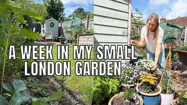 Summer bulb planting / my small london garden Summer bulb planting / my small london garden