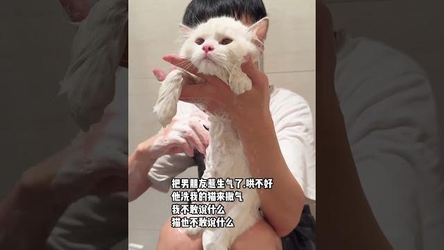 把男朋友惹生气了,遭罪的居然是小猫 脾气好的猫 尤面团 把男朋友惹生气了,遭罪的居然是小猫 脾气好的猫 尤面团