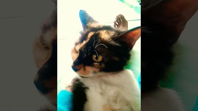 Kucing belang telon#joget Kucing belang telon#joget