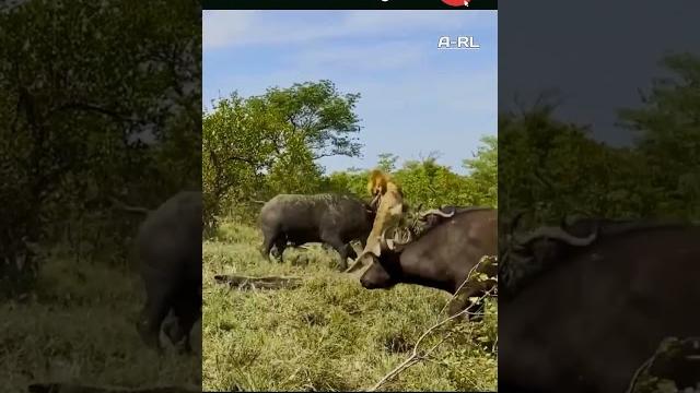 Así mata el búfalo al león | búfalo contra león Así mata el búfalo al león | búfalo contra león