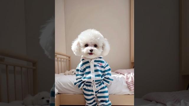 Puppy, why are you so cute? you are so cute. you are just a baby.#dog #doglover #cute #cutepuppy Puppy, why are you so cute? you are so cute. you are just a baby.#dog #doglover #cute #cutepuppy