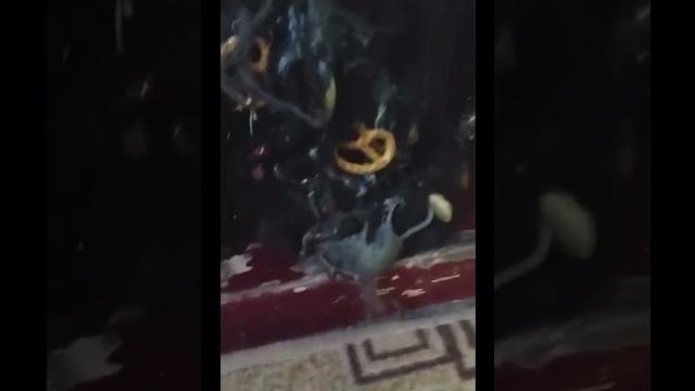 Нарядный кот с мышом Нарядный кот с мышом