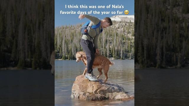 Nala stomps, zoomies, snow, swimming and rolling in fish Nala stomps, zoomies, snow, swimming and rolling in fish
