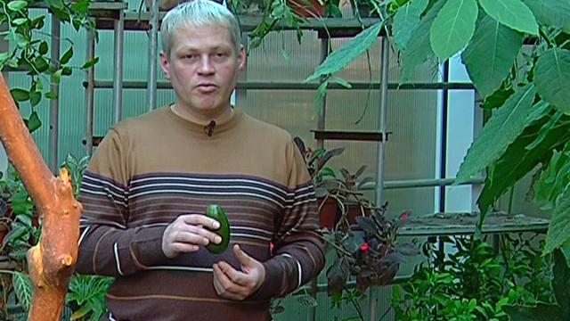 Зелёный участок. как вырастить авокадо Зелёный участок. как вырастить авокадо