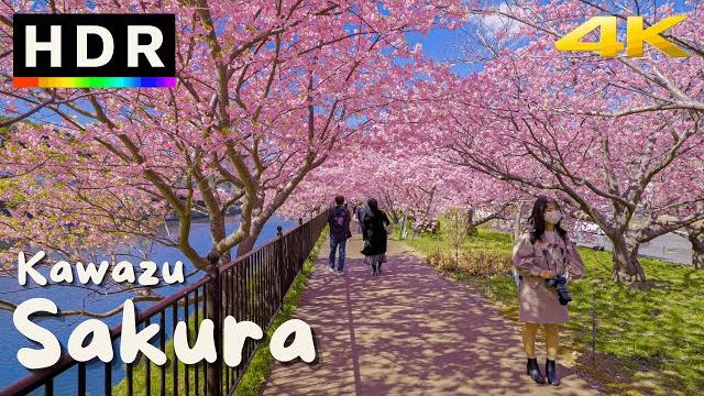 4k hdr japan cherry blossoms - kawazu sakura 4k hdr japan cherry blossoms - kawazu sakura
