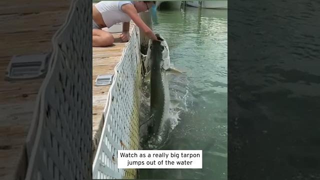 Giant fish almost eats little girl #shorts Giant fish almost eats little girl #shorts