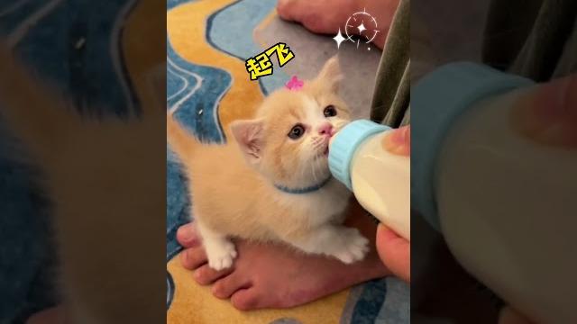 【#一只又廷】小奶猫为了喝一口奶能有多拼!#小奶猫 #小奶猫的成长日记 #又廷一家 【#一只又廷】小奶猫为了喝一口奶能有多拼!#小奶猫 #小奶猫的成长日记 #又廷一家