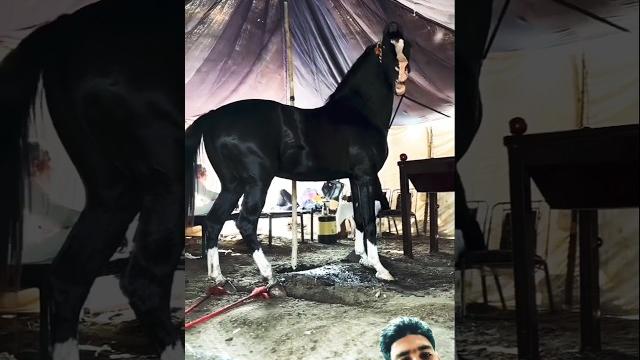 Biggest horse riding training zuljinah horse #horse #horsetrack #horseridingschool #sterstallion Biggest horse riding training zuljinah horse #horse #horsetrack #horseridingschool #sterstallion