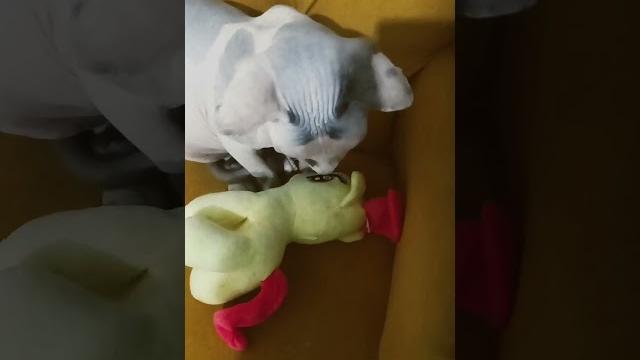 Bok Bok