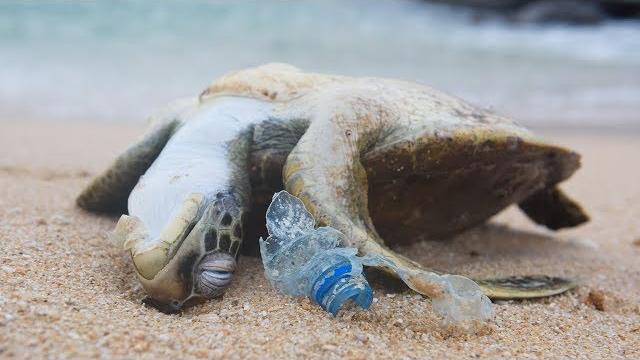 Powerful video: why we need to stop plastic pollution in our oceans for good | oceana Powerful video: why we need to stop plastic pollution in our oceans for good | oceana