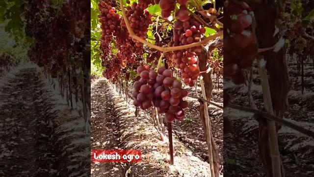 How to grow grapes agriculture in japan #shorts #vlog #viral #fruit #asmr @lokeshagrohub #tiktok How to grow grapes agriculture in japan #shorts #vlog #viral #fruit #asmr @lokeshagrohub #tiktok