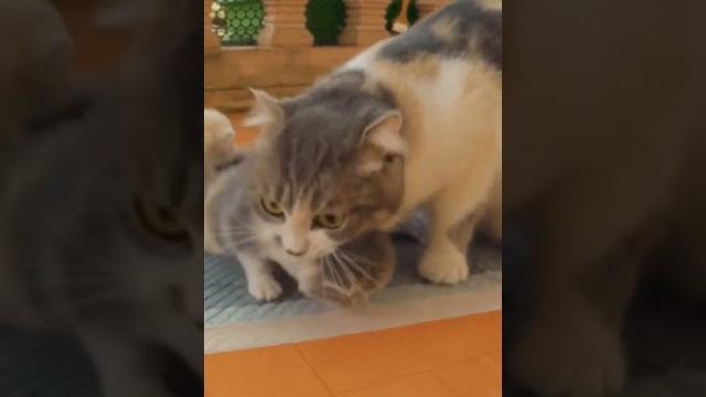 Mother and her kids cats / pet & project #shorts Mother and her kids cats / pet & project #shorts