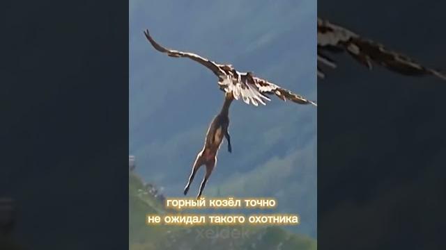 Орёл схватил и поднял в воздух горного козла. горный козёл точно не ожидал такого охотника. Орёл схватил и поднял в воздух горного козла. горный козёл точно не ожидал такого охотника.
