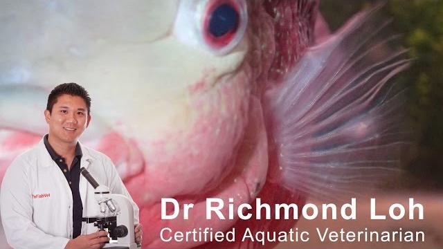 What are these white spots on fishes pectoral fins? What are these white spots on fishes pectoral fins?