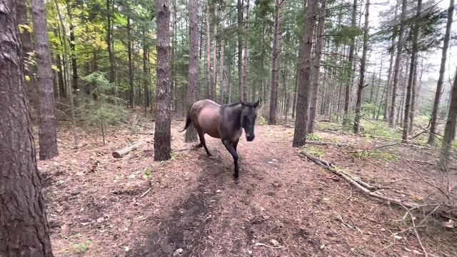 Horse kicks tree, farts on dogs then runs away. Horse kicks tree, farts on dogs then runs away.