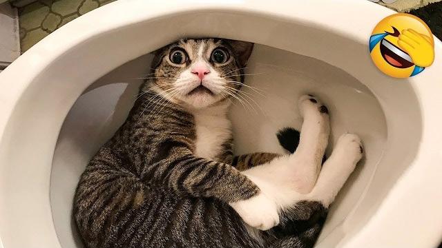 Funniest cats and dogs clip 2025try not to laugh Funniest cats and dogs clip 2025try not to laugh