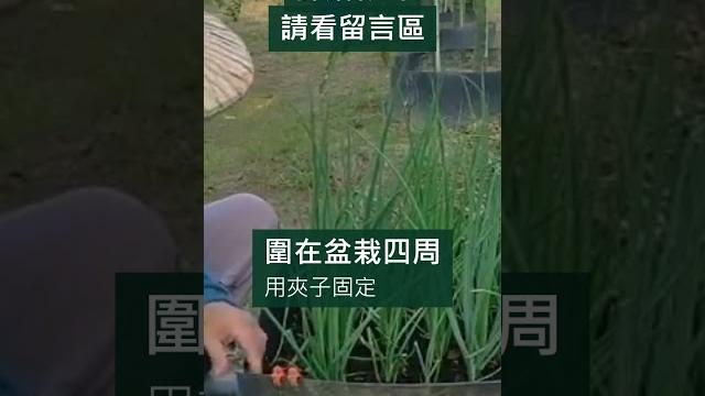 如何讓蔥白變長 如何讓蔥白變長