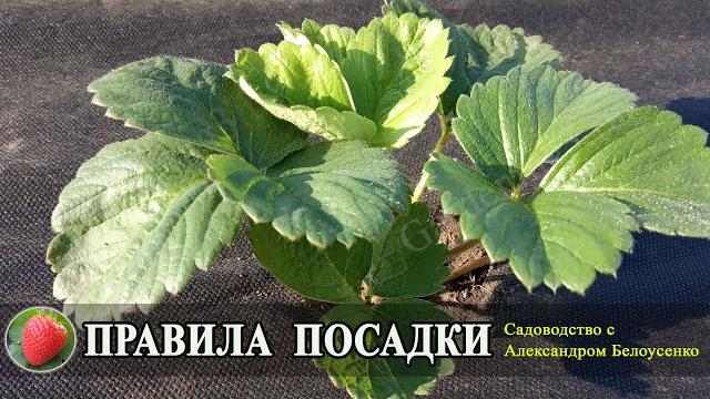 Правила посадки клубники для начинающих весной летом осенью как правильно посадить клубнику Правила посадки клубники для начинающих весной летом осенью как правильно посадить клубнику