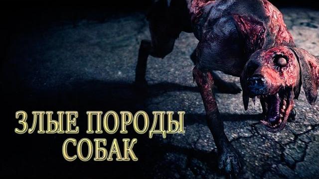 Cамые опасные собаки в мире Cамые опасные собаки в мире