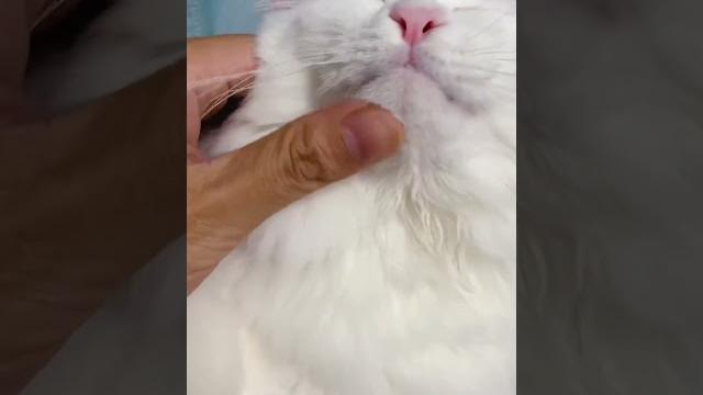 教你们怎么撸野外小野猫 教你们怎么撸野外小野猫