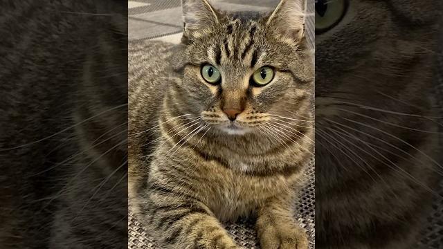 Не поедет #cat #shortvideo #youtube Не поедет #cat #shortvideo #youtube