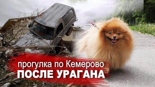 Померанский шпиц на прогулке после урагана в кемерово, мини шпиц оливия неженка, шпицу бэлле скучно Померанский шпиц на прогулке после урагана в кемерово, мини шпиц оливия неженка, шпицу бэлле скучно