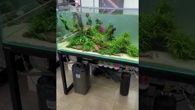 Скребок для чистки стёкол в действии #машаблюм #mashabloom #аквариум #aquarium #aquascape Скребок для чистки стёкол в действии #машаблюм #mashabloom #аквариум #aquarium #aquascape