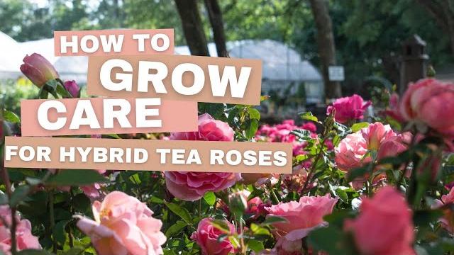 How to grow & care for hybrid tea roses How to grow & care for hybrid tea roses