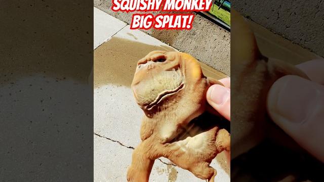 Squishy monkey big splat! #japan #funny #baby #squishy #monkey #funnymonkey #funnyanimal #cute Squishy monkey big splat! #japan #funny #baby #squishy #monkey #funnymonkey #funnyanimal #cute