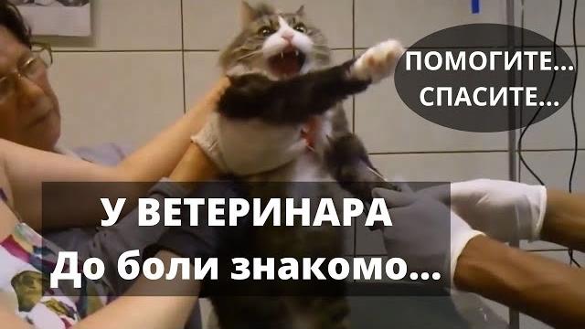 Кот на приеме у ветеринара. у кота стресс. Кот на приеме у ветеринара. у кота стресс.