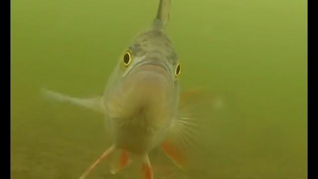 Зимняя рыбалка на окуня в глухозимье видео под водой Зимняя рыбалка на окуня в глухозимье видео под водой