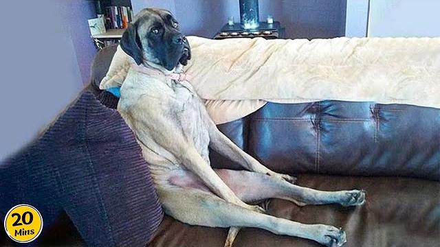 Dogs are the real comedians! funny dog videos 2025 Dogs are the real comedians! funny dog videos 2025