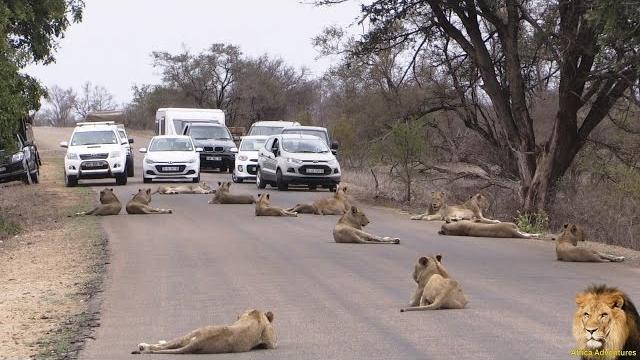 Largest lion pride ever blocking road in kruger park Largest lion pride ever blocking road in kruger park