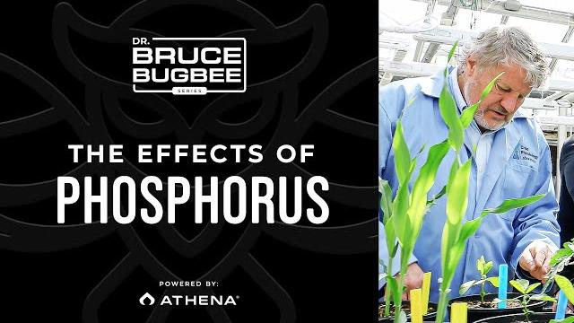 Bruce bugbee series – high levels of phosphorus Bruce bugbee series – high levels of phosphorus