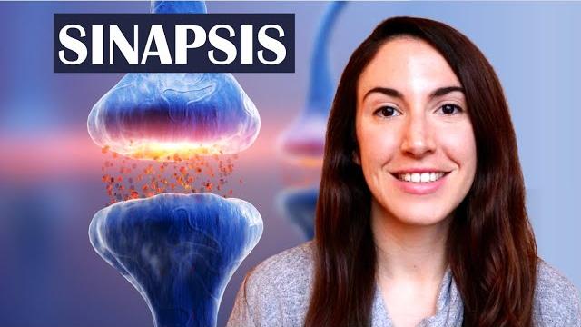 Qué son las sinapsis – el diccionario del cerebro Qué son las sinapsis – el diccionario del cerebro