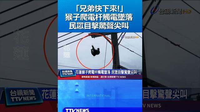 「兄弟快下來! 」猴子爬電杆觸電墜落 民眾目擊驚聲尖叫 #猴子 #觸電 #台灣獼猴 「兄弟快下來! 」猴子爬電杆觸電墜落 民眾目擊驚聲尖叫 #猴子 #觸電 #台灣獼猴
