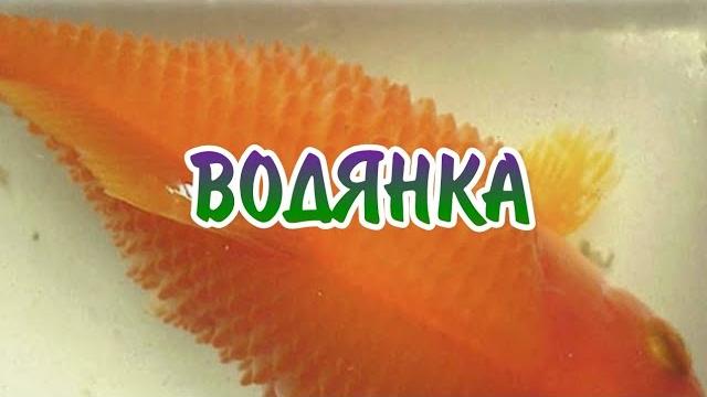 Водянка. симптомы и лечение Водянка. симптомы и лечение