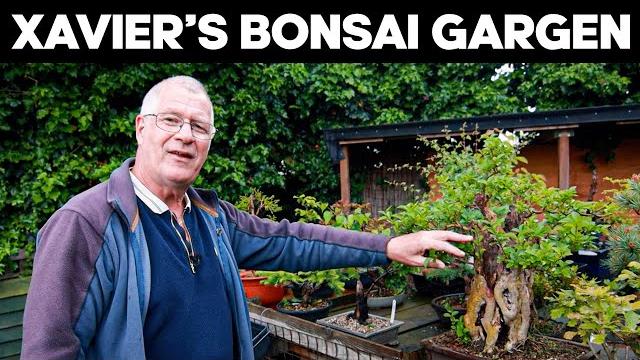 A tour of xavier's bonsai garden A tour of xavier's bonsai garden