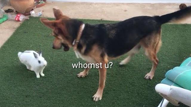 Doggo reacts to bunny Doggo reacts to bunny