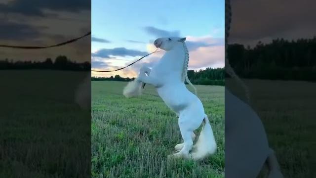 Cavalo branco… ️ Cavalo branco… ️